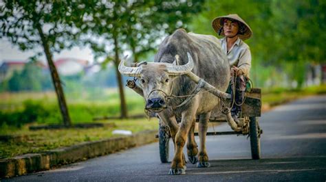  The Golden Buffalo! Exploring the Mythical Origins of Vietnamese Prosperity